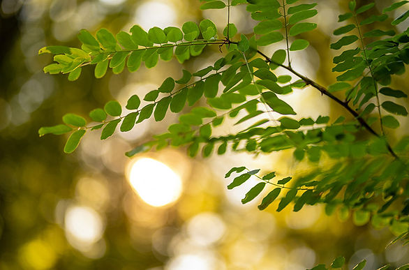 forest-branch-01.jpg