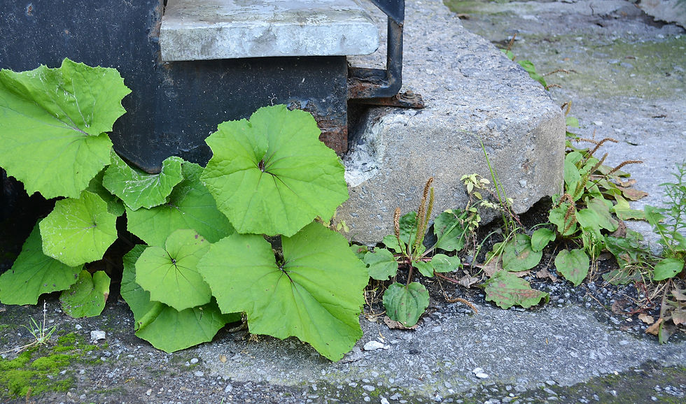 Flore urbaine - Carl Campbell, CC BY-SA 2.0