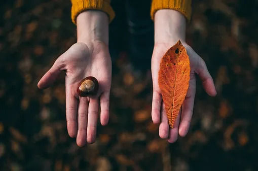 Les saisons, activité 1: L'automne