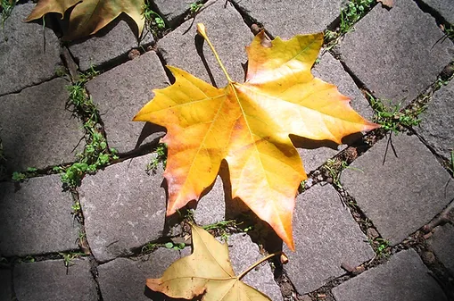 Les feuilles d'arbres sous la loupe, activité 2: Recherche documentaire et transfert d'apprentissages