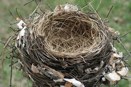 Les nids d'oiseaux