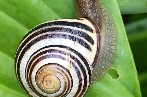 Fabrication d'une escargotière