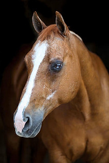 Oscar