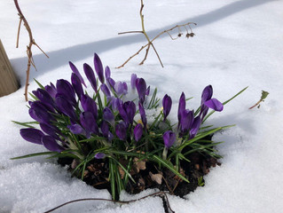 Erster Frühlingsschnee