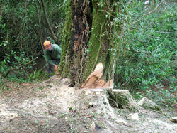 Tree Surgery