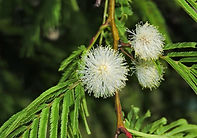 🌲 Árvore (10-20m) de casca fissurada e flores brancas. Típica do Cerrado e Caatinga.  
⚗️ Seu pó é usado na medicina tradicional.