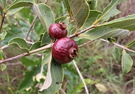🍇 Frutífera ornamental! Arbusto (3-5m) com folhas jovens roxas e frutos amarelo-arroxeados.  
🌿 Nativo da Mata Atlântica – raro em cultivo.