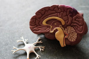 Plan Your Day With Your Brain in Mind (Three Neuroscience Tips!)