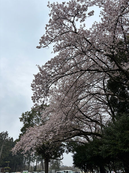 桜並木の下で