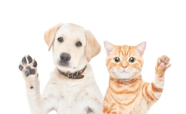 Paw Petection_edited_edited.png