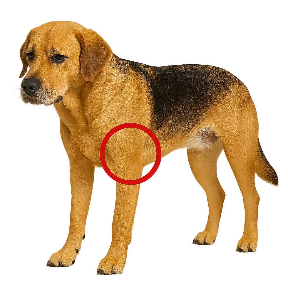 A dog with elbow dysplasia