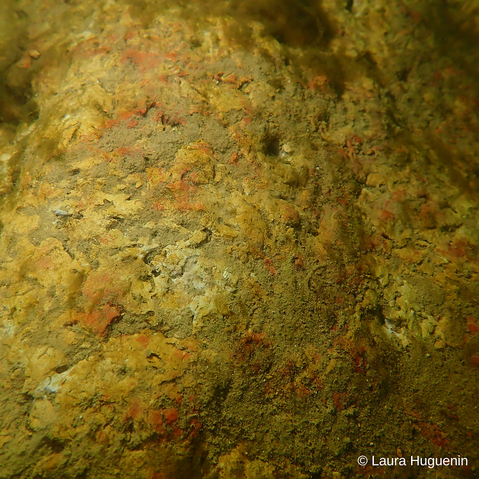 photo-prise-de-vue-sous-marine.png
