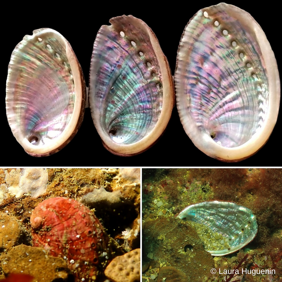 photo-prise-de-vue-sous-marine-coquillages.png