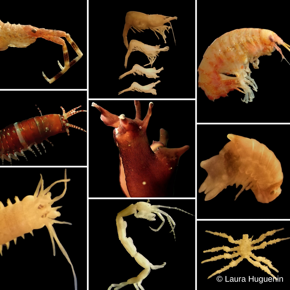 photo-prise-de-vue-sous-marine-animaux.png