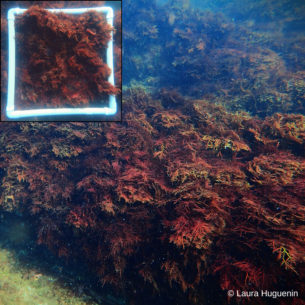 photo-prise-de-vue-sous-marine.png