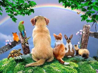 Why the Name ‘Pet Eden’