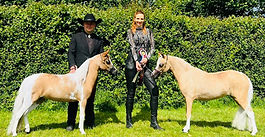 Minstrels Miniature Horses Shine at Royal Windsor and Devon County Shows 2025