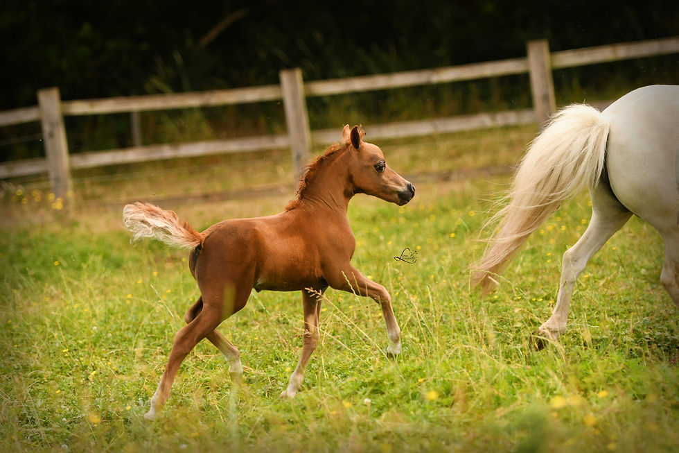 Minstrels Rebels Red Rogue "Phoenix", AMHA/AMHR colt