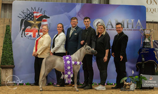 Minstrels Miniature Horses AMHA UK Regional Show 2023