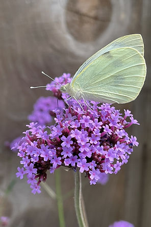 white butterfly 40x60.JPEG