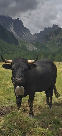 vache 30x60 14 Mo.jpeg