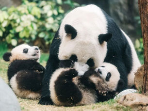 Ying Ying and her cubs at Ocean Park