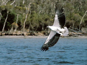 The White-Bellied Sea Eagle