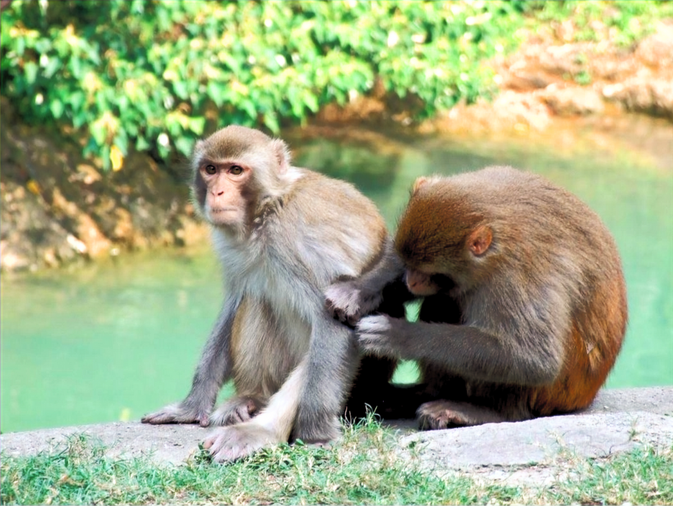 Macaques in Kam Shan Country Park