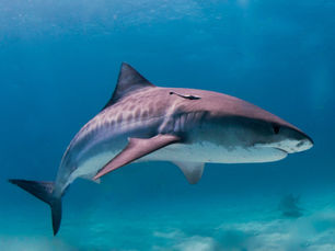 Tiger Shark (Albert Kok)