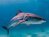 Tiger Shark (Albert Kok)