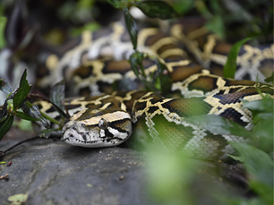 The Longest Venomous Snake and the Second Heaviest Snake Species in the World Are Both Native to Hong Kong