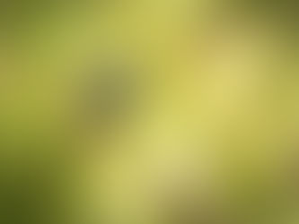 Projeto vai restaurar até 15 hectares de manguezais e brejos no litoral do Paraná