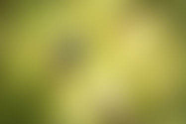 Projeto vai restaurar até 15 hectares de manguezais e brejos no litoral do Paraná