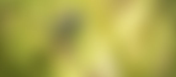 Projeto vai restaurar até 15 hectares de manguezais e brejos no litoral do Paraná