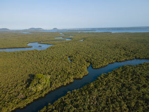 Programa de conservação destaca cinco avanços que fortalecem a conservação da Mata Atlântica e ecossistemas marinhos no litoral paranaense