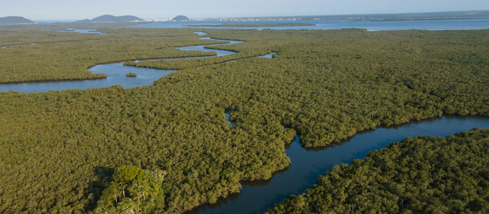 Programa de conservação destaca cinco avanços que fortalecem a conservação da Mata Atlântica e ecossistemas marinhos no litoral paranaense