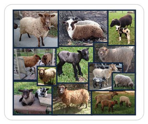 Shetland Sheep Mouse Pad