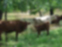 Cows by river