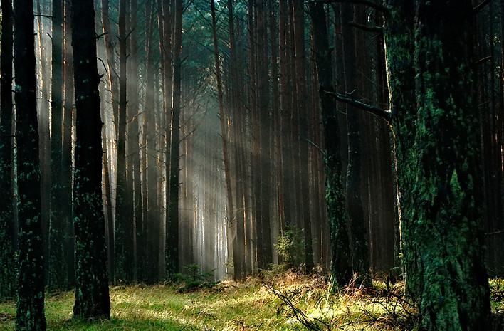 forest-grass-nature-158251.jpg