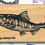 Thumbnail: Rubber stamp - Salmon