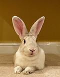 Jager the Rabbit lying down in house