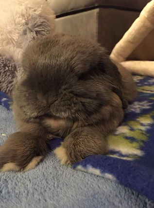 Lop bunny relaxing on carpeted floor
