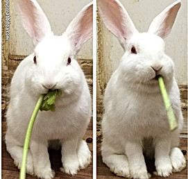 White rabbit eating greens