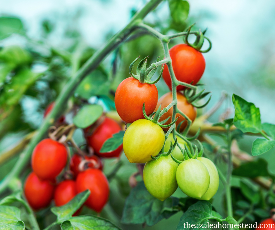 tomatoes on plant