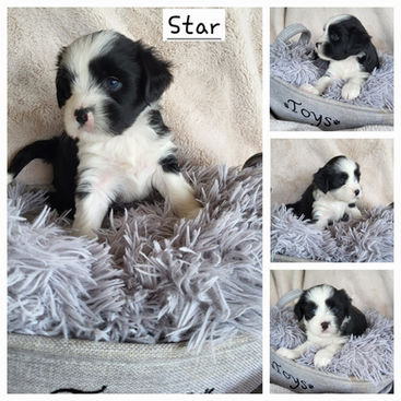 Image of Puppy 2