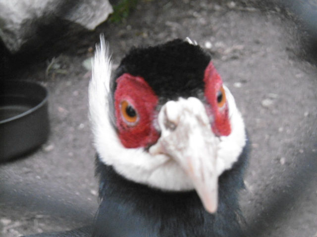 ree