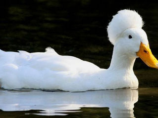 Afro Duck!
