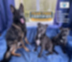 Dog training and behaviour