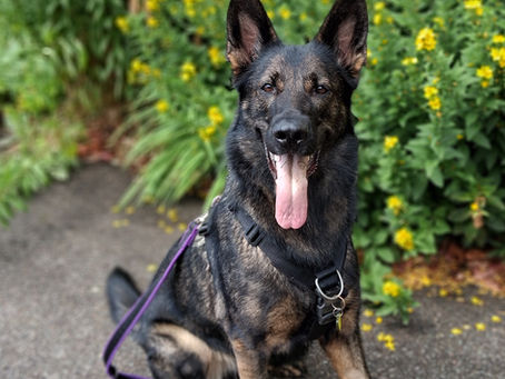 Are We Truly Honouring Our Dogs as Sentient Companions — Or Just Managing Them?