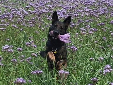 Thriving Together: Building Resilience in Your Dog